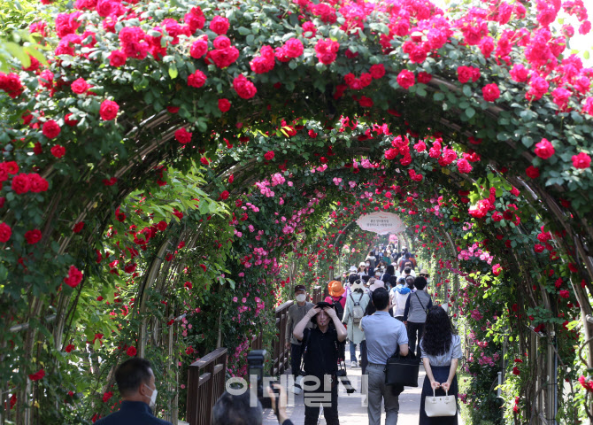 [포토] 중랑장미공원 장미 축제