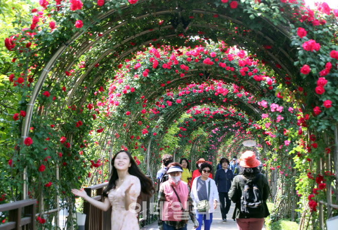 [포토] 장미꽃 터널