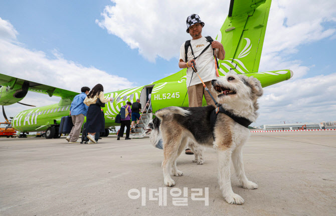 [포토]댕댕이 제주전세기 탑승하는 강아지들