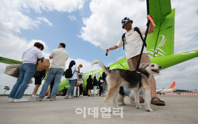 [포토]댕댕이 제주전세기 탑승하는 강아지들