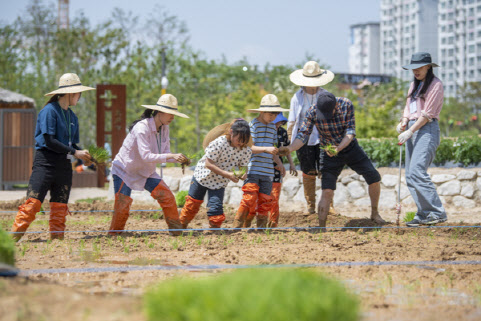 도심에서 직접 농사를…농업박물관 '모내기 체험' 행사