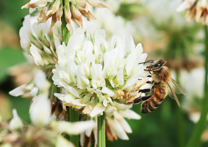꿀벌 집단 폐사 우려에…농진청 "자연감소 수준으로 꿀 생산 양호할 것"
