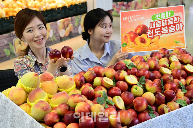 [포토] 농협하나로마트, 천도복숭아 첫 출하