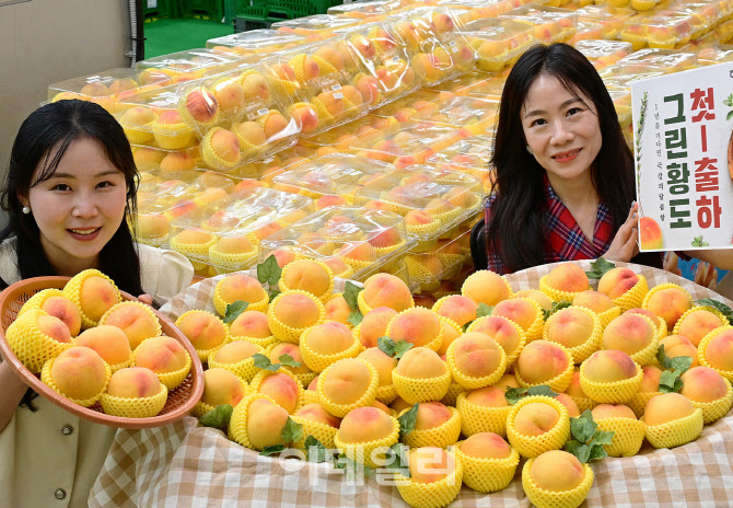 [포토] 한정판 과일 '그린 황도' 출하