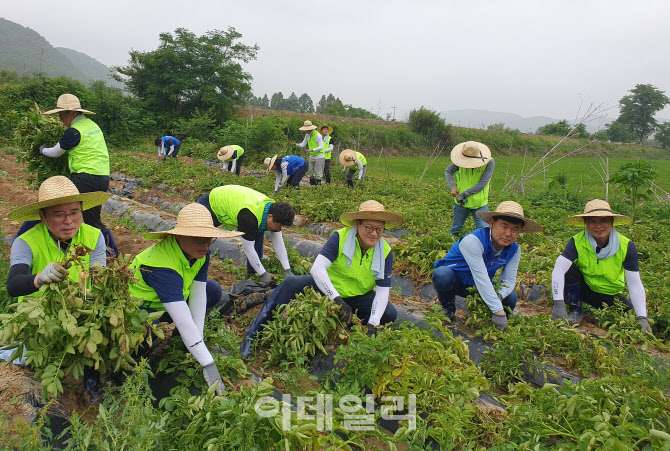 [포토] 농협-한진, 농촌일손돕기