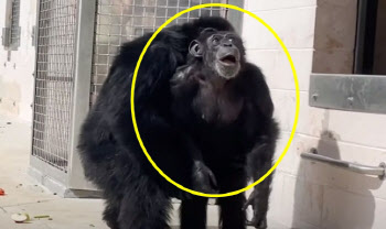  ‘30년’ 갇혀 산 침팬지, 처음 하늘 본 반응