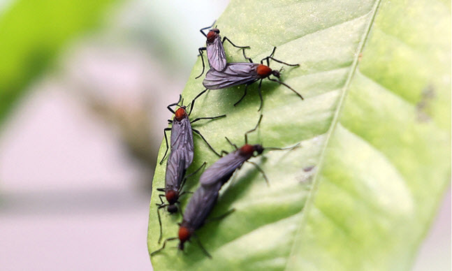 의정부 '러브버그' 대거 출몰…市 대응체계 제각각 시민 불편↑