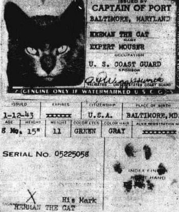 유행 중인 ‘고양이 여권’ 80년 전에도 있었다는 것을 아시나요