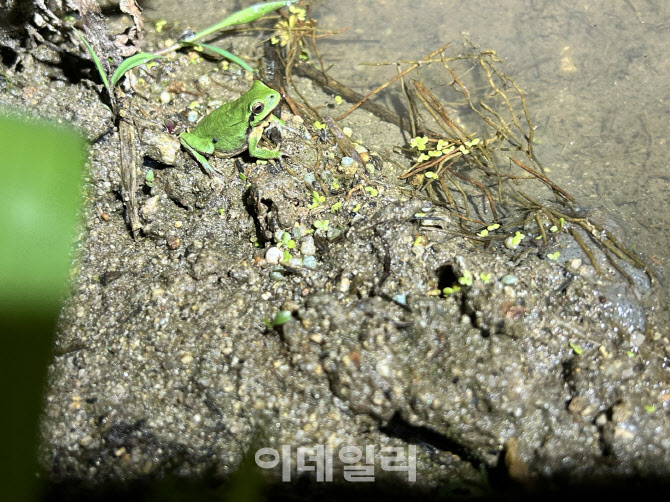 1급 멸종위기종 '수원청개구리' 수원시 권선구 일대서 발견