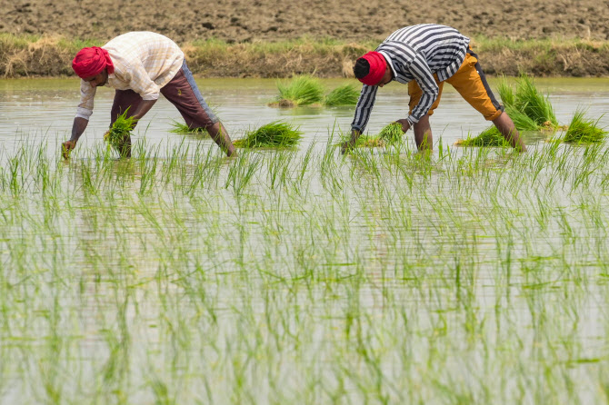 곡물가 또 들썩이나…인도, 물가 잡으려 쌀 수출금지 검토(종합)