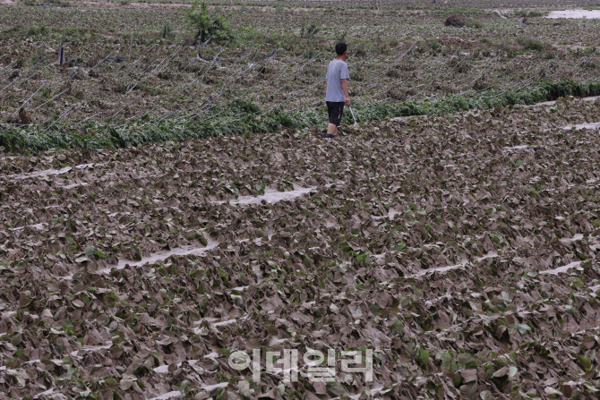 [포토]침수된 콩밭