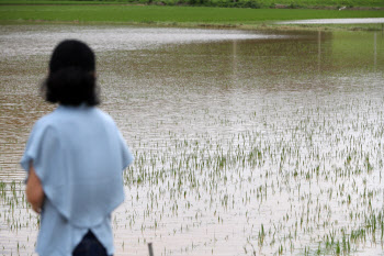 6일째 이어진 폭우로 충남서만 축구장 1.4만개 농경지 피해