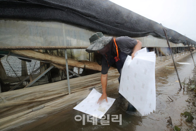 [포토]비닐하우스 침수 복구 작업하는 농민