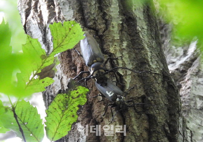 인공증식한 천연기념물 '장수하늘소' 광릉숲서 자연번식 확인