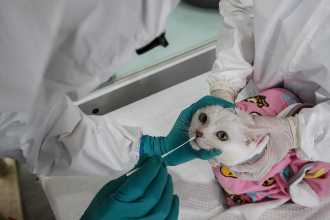 용산구에 이어 관악구까지…고양이 AI 잇딴 감염 사례