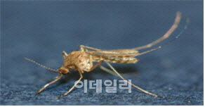 일본뇌염 바이러스 품은 모기, 대구서 잡혔다