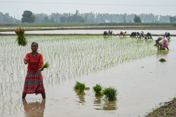 세계 최대 쌀 수출국 인도, '바스마티 쌀' 수출 가격 제한