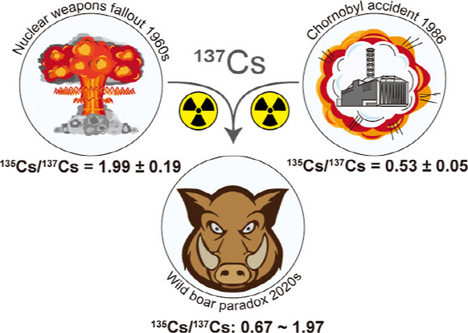 60년전 핵실험 영향 아직까지? 독일 멧돼지서 방사능물질 검출