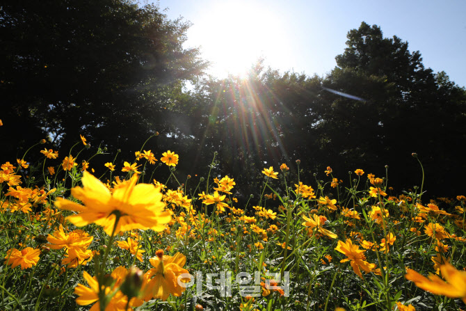 [포토]노랗게 핀 코스모스