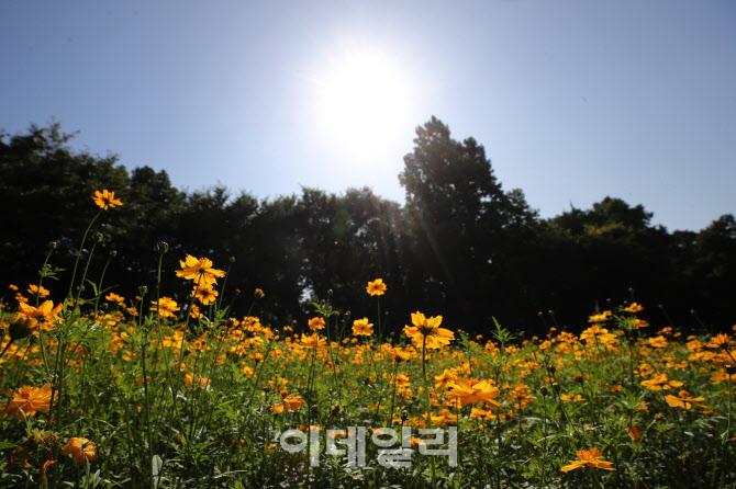 [포토]가을이 피었어요~