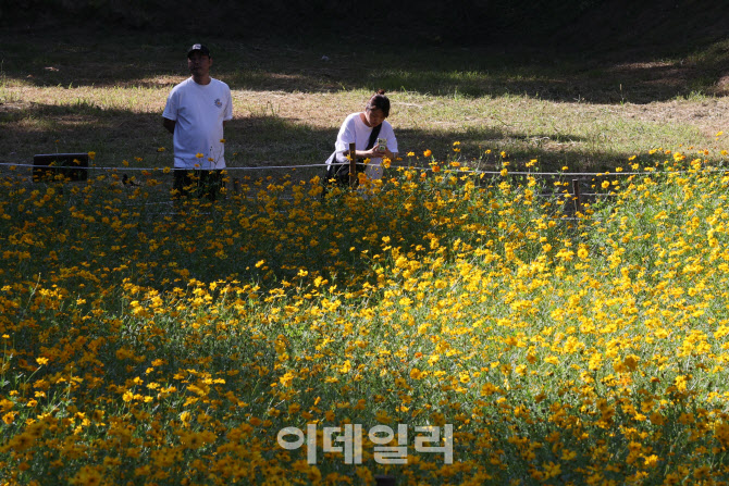 [포토]가을을 알리는 코스모스