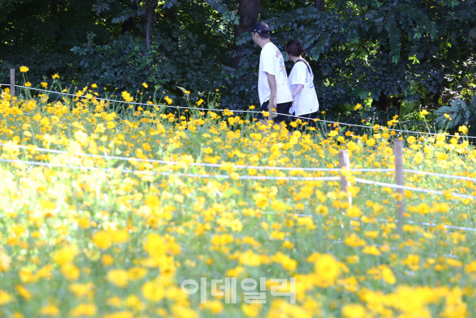 [포토]노랗게 핀 가을의 전령