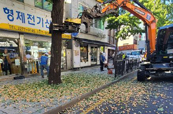 서울시, '악취 유발' 은행나무 열매 조기 채취 총력