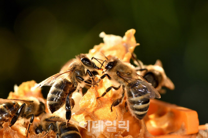 애드바이오텍, 꿀벌 낭충봉아부패병 중화 항체 개발 본격화..."내년 상반기 출시 목표"