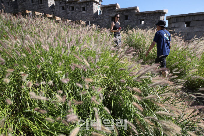 [포토]'가을의 향연' 활짝 핀 수크령