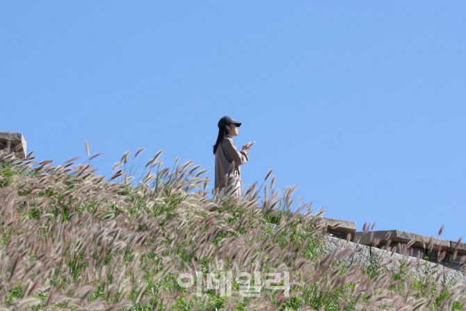 [포토]가을 하늘과 수크령