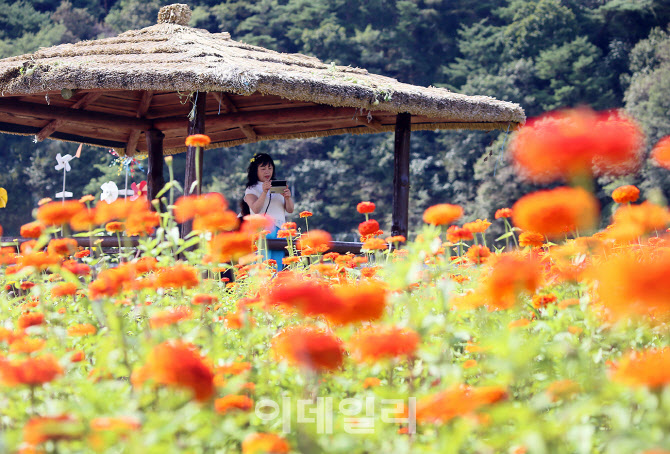 [포토]2023 평창백일홍축제