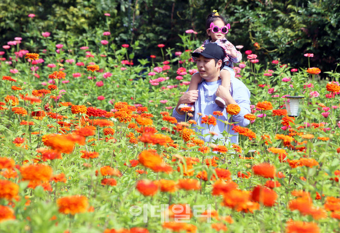 [포토]추석연후 첫날 2023 평창백일홍축제 찾은 시민들