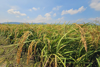 쌀 생산 줄고 가격은 회복…정부, "올해 시장격리 필요없을 듯"