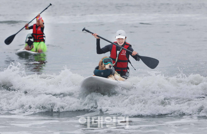[포토]'반려견과 함께하는 패들보드'