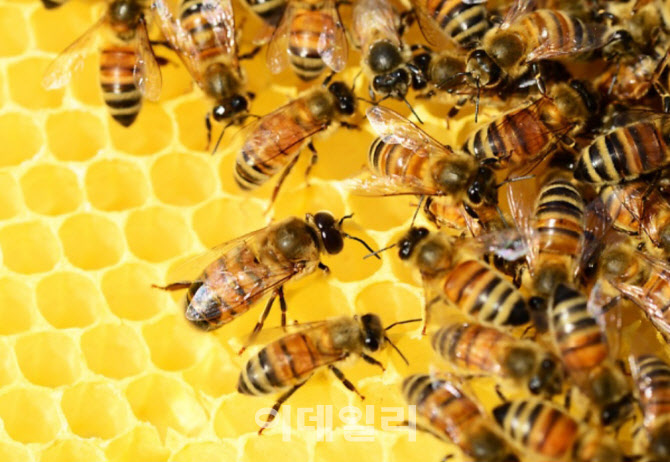 [포토] 농협 축산경제, 꿀벌 관리 교육 동영상 제작·배포