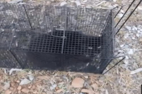 ‘동물판 n번방’…고양이 쏴 죽인 영상 올린 20대 실형