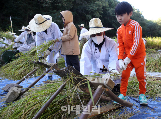 [포토] 강남구, ‘전통 가을걷이 체험행사’