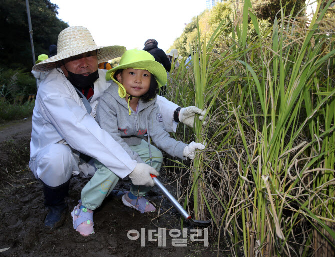 [포토] 벼 베기 신기해요~