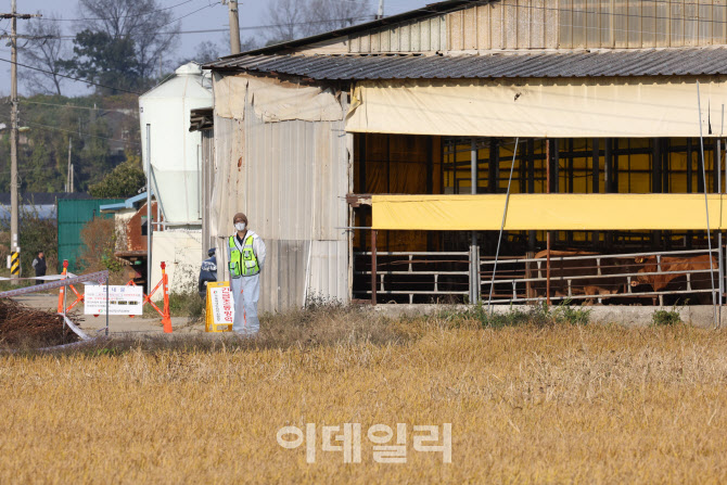 [포토]럼피스킨병 확진된 축산농가