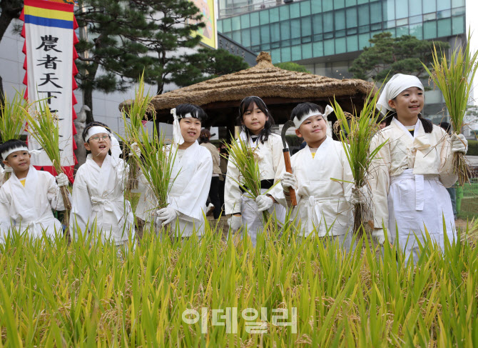 [포토] 농업박물관, '전통 벼베기 체험'