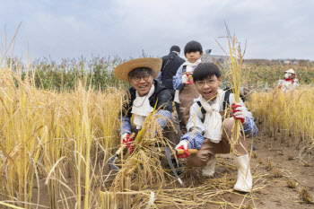 도심에서 전통 농경문화 체험…농업박물관 '벼베기 행사' 성료
