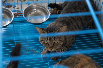 중국서 ‘돼지고기’로 둔갑한 고양이 고기...“1000마리 구출”