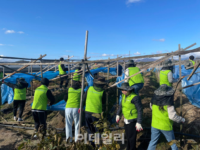 [포토] 농촌일손돕기 실시하는 농협경제지주 직원들