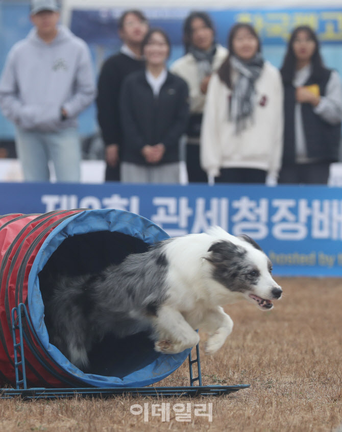 [포토]힘차게 장애물 뛰어 넘는 견공