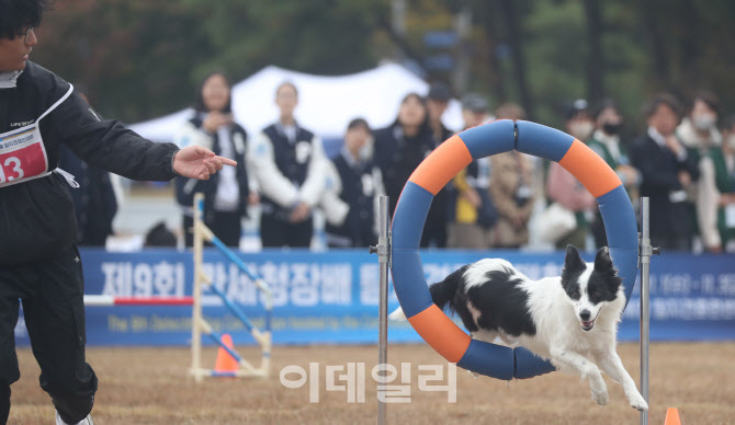 [포토]장애물 뛰어 넘는 견공