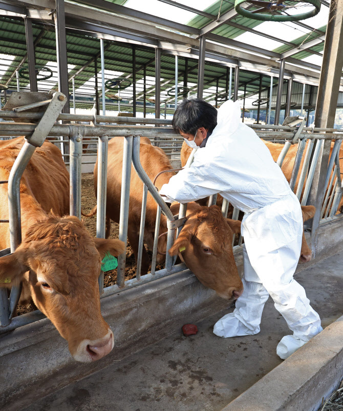 럼피스킨 선별적 살처분 전환…2주간 전국 소 이동 제한