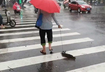 목줄 차고 주인과 산책나온 반려동물…정체는 물고기?[영상]