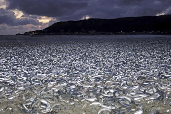 "먹지 마세요"...일본 해변 뒤덮은 물고기 떼죽음