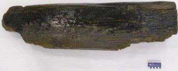 고려시대 선체 조각·나무 조각품…태안 해역서 유물 발굴