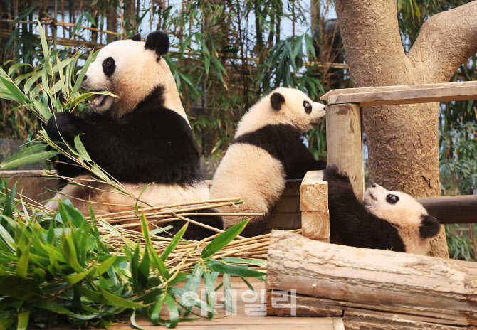 [포토]쌍둥이 판다 대중들에게 공개